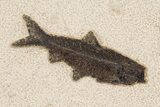 Green River Fossil Fish Mural with Phareodus #295657-10